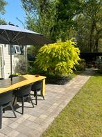 Vakantie chalet Koolwitje te huur in Lochem, Tuin, 3 slaapkamers