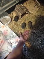Kwartel haantjes, Dieren en Toebehoren, Vogels | Overige Vogels, Meerdere dieren, Tropenvogel, Tam