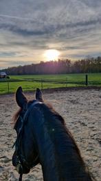 Verzorger gezocht, Dieren en Toebehoren, Ophalen of Verzenden