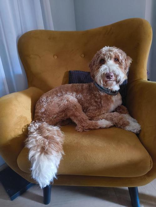 Trimmen, trimster, trimsalon aan huis Labradoodle, Dieren en Toebehoren, Honden-accessoires, Nieuw, Ophalen