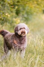 Labradoodle medium, Overige rassen, Meerdere, Meerdere dieren, Nederland