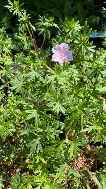 Geranium striatum beschikbaar voor biedingen