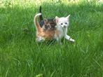 Maine coon kruising, Meerdere dieren