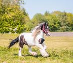 Lieve  Tinker merrie 16 jaar (nieuwe advertentie), Dieren en Toebehoren, Paarden, Recreatiepaard, Gechipt, 11 jaar of ouder, Merrie