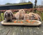 Raszuivere franse hangoren, gevaccineerd, Dieren en Toebehoren, Konijnen, Meerdere dieren, Groot, Hangoor, 0 tot 2 jaar