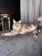 Lieve Maine coon poes, Dieren en Toebehoren, Katten en Kittens | Overige Katten, Poes
