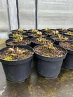 Hortensia - Roze/Blauw - Bloeit op oud hout, Tuin en Terras, Planten | Tuinplanten, Vaste plant, Halfschaduw, Zomer, Ophalen