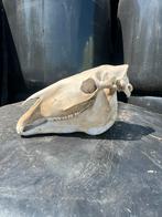 Paardenschedel, Verzamelen, Dierenverzamelingen, Ophalen of Verzenden, Zo goed als nieuw, Paard, Schedel