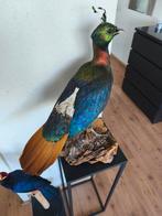Zeldzame opgezette Himalaya glansfazant fazant taxidermie, Ophalen of Verzenden, Gebruikt, Vogel, Opgezet dier