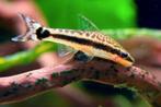 Hobbyaquarium  Otocinclus Vittatus/effectieve dwergalgeneter, Vis, Zoetwatervis, Schoolvis