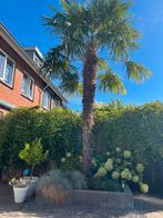 Winterharde Palmboom 4+ meter, Ophalen, Zomer, Volle zon, Palmboom