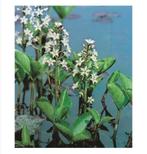 Gezocht waterdrieblad menyantes trifoliata, Ophalen
