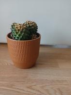 Cactus met pot, Ophalen of Verzenden, Cactus, Volle zon, Minder dan 100 cm