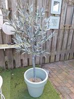 Kunst olijfboom 1.20 hoog, Tuin en Terras, Buitenverlichting, Ophalen, Minder dan 50 watt, Staande lamp, Netvoeding