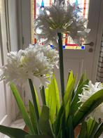 Prachtige pot met witte kunstbloemen, Binnen, Zo goed als nieuw, Ophalen