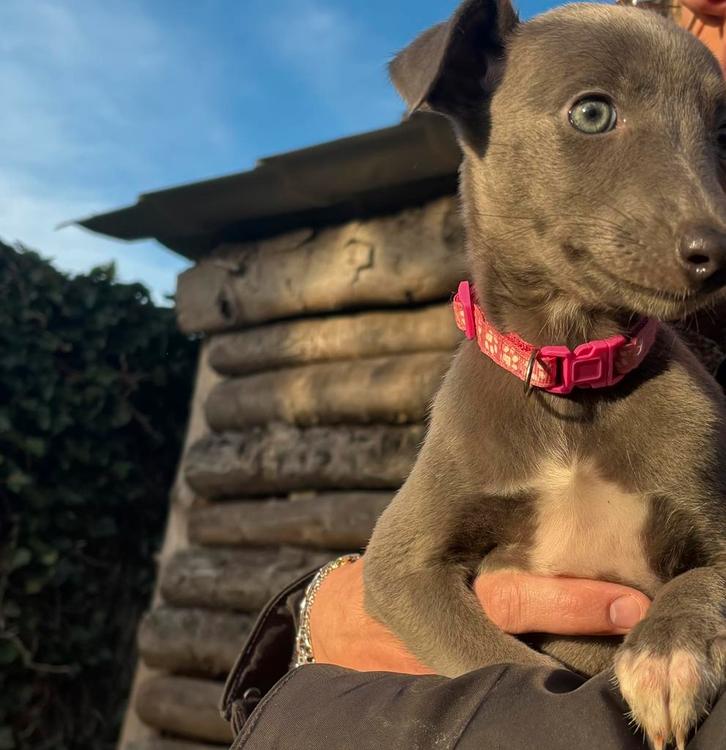 Prachtige whippet pups, Dieren en Toebehoren, Honden | Windhonden, Meerdere dieren, Whippet, Particulier, Meerdere, Nederland