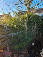 Kerstboom, Tuin en Terras, Planten | Bomen, Ophalen, Volle zon, Overige soorten, Minder dan 100 cm