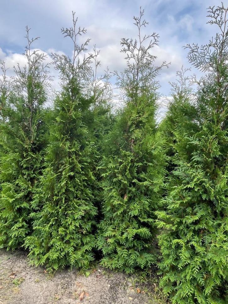 Thuja brabant, smaragd, leylandii coniferen, Tuin en Terras, Planten | Struiken en Hagen, Haag, Conifeer, Ophalen