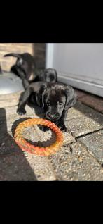 Prachtige labrador kruising Engelse springer Spaniël pups., Dieren en Toebehoren, Honden | Retrievers, Spaniëls en Waterhonden