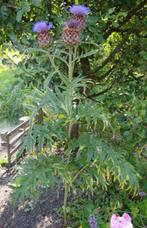 Tuinplanten, Vaste plant, Halfschaduw, Zomer, Ophalen