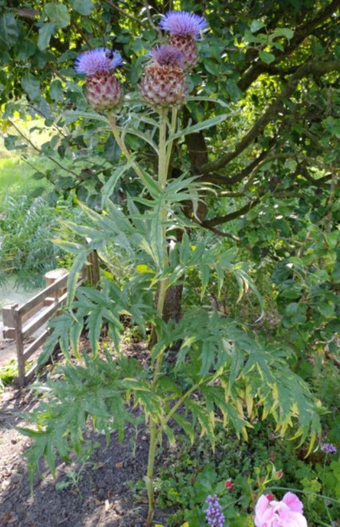 Tuinplanten, Tuin en Terras, Planten | Tuinplanten, Vaste plant, Overige soorten, Halfschaduw, Zomer, Ophalen