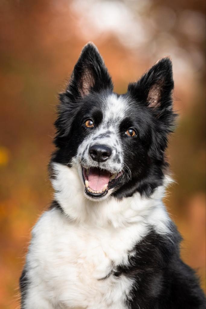 Gratis nest / puppies fotoshoot. Ter uitbreiding portfolio, Dieren en Toebehoren, Honden-accessoires, Nieuw, Ophalen of Verzenden
