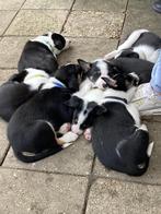Border collie's pups, Rabiës (hondsdolheid), Overige rassen, 8 tot 15 weken, Meerdere