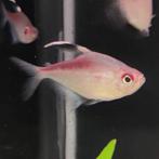 Hyphessobrycon pyrrhonotus, Vis