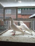 Hoogvliegers, Meerdere dieren, Overige soorten