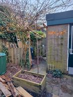 Kersenboom, Ophalen, Volle zon, Overige soorten, 100 tot 250 cm