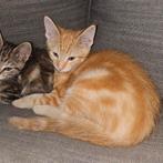 Half Maine Coon kittens, Dieren en Toebehoren, Katten en Kittens | Raskatten | Langhaar, Meerdere dieren