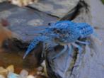 Blauwe kreeft., Dieren en Toebehoren, Vissen | Aquariumvissen, Zoetwatervis, Kreeft, Krab of Garnaal