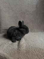 Babykonijntjes te koop!, Meerdere dieren, Klein, 0 tot 2 jaar