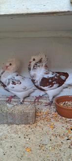 Te koop sierduiven Oudhollands kapucijnen duiven, Meerdere dieren, Overige soorten