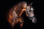 Prachtige Nwr merrie Z dressuur, Dieren en Toebehoren, Pony's, Merrie, Z, Gechipt, Dressuurpony