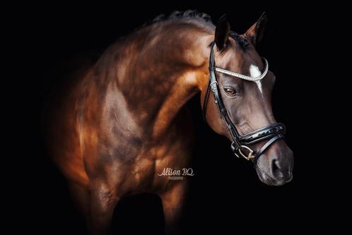 Prachtige Nwr merrie Z dressuur, Dieren en Toebehoren, Pony's, Merrie, Z, D pony (1.37m tot 1.48m), Dressuurpony, 11 jaar of ouder