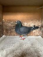 Kweek duivin, Dieren en Toebehoren, Vogels | Duiven, Vrouwelijk, Postduif