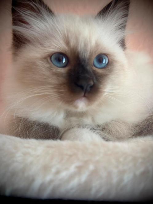 Heilige Birmaan Kitten, Dieren en Toebehoren, Katten en Kittens | Raskatten | Langhaar, Meerdere dieren, 0 tot 2 jaar, Ontwormd