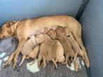 Field trail Labrador pups (red fox) met stamboom, Dieren en Toebehoren, CDV (hondenziekte), Particulier, Meerdere, 8 tot 15 weken