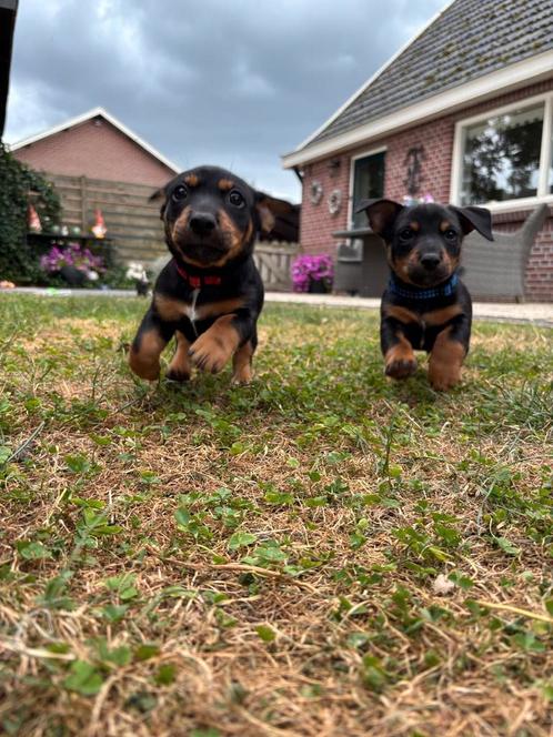 Jack russel puppy 's te koop, Dieren en Toebehoren, Honden | Bulldogs, Pinschers en Molossers, Meerdere dieren, Overige rassen