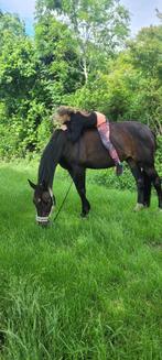 Lieve 15 jarige ruin, Dieren en Toebehoren, Gechipt, Ruin, Niet van toepassing, 11 jaar of ouder