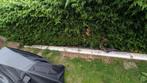 Elektrisch zonneluifel (6 meter), Tuin en Terras, Zonneschermen, Ophalen, Gebruikt, 450 cm of meer, Elektrisch