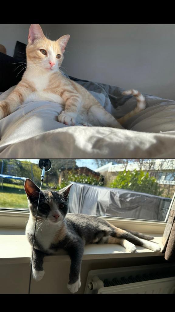 2 katten (man + vrouw beide gesteriliseerd), Dieren en Toebehoren, Katten en Kittens | Raskatten | Langhaar, Meerdere dieren