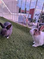 Twee gecastreerde mannetjes konijnen met binnen en buitenhok, Dieren en Toebehoren, Knaagdieren, Augustus, Meerdere dieren, Overige typen