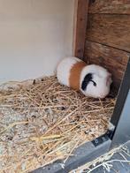 Cavia BEER geb 16-07-2024 zeer lief  wegens inkrimpen hobby, Dieren en Toebehoren, Knaagdieren, Cavia, Mannelijk, Juli, Tam