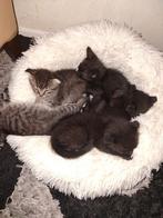 Katjes 2 maanden oud.2grijs 3zwart, Dieren en Toebehoren, Katten en Kittens | Raskatten | Korthaar, Kater