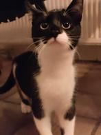 Poezen, Dieren en Toebehoren, Meerdere dieren, Ontwormd, 0 tot 2 jaar