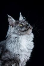 2 Maine Coon Dekkaters (niet te koop), Kater