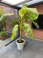 Bananenplant, Ophalen, Volle zon, Overige soorten