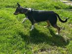 Australian shepherd mix zoekt actief baasje, Dieren en Toebehoren, Honden | Niet-rashonden, Rabiës (hondsdolheid), 1 tot 2 jaar